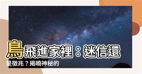 小鳥飛進店裡|【鳥飛進家裡代表什麼】鳥飛進家裡暗示什麼？驚人預兆揭露！